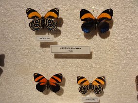 Butterflies
