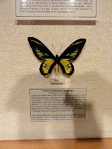 Butterflies_Rothschild