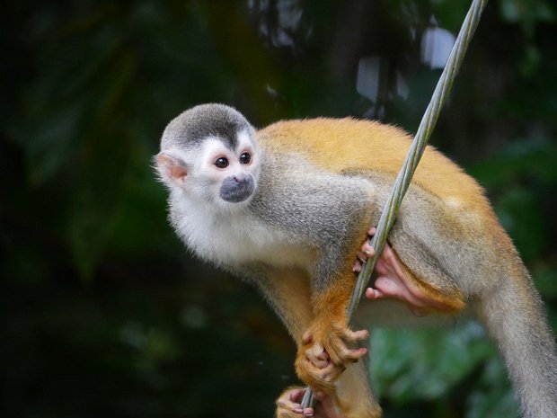 Costa Rica