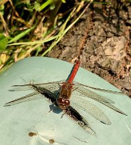 58E79FA6-4959-4BB2-ADB1-83078B4682D1_1_105_c Sardinia - spider