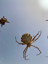 B44180BB-6811-4CE2-BA76-1AE6C751B766_1_105_c Sardinia - spider