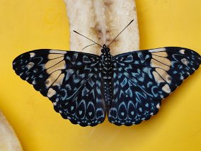 E3234172-8BDA-4AD3-B345-425A09D0E104_1_105_c