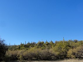 Cactuses